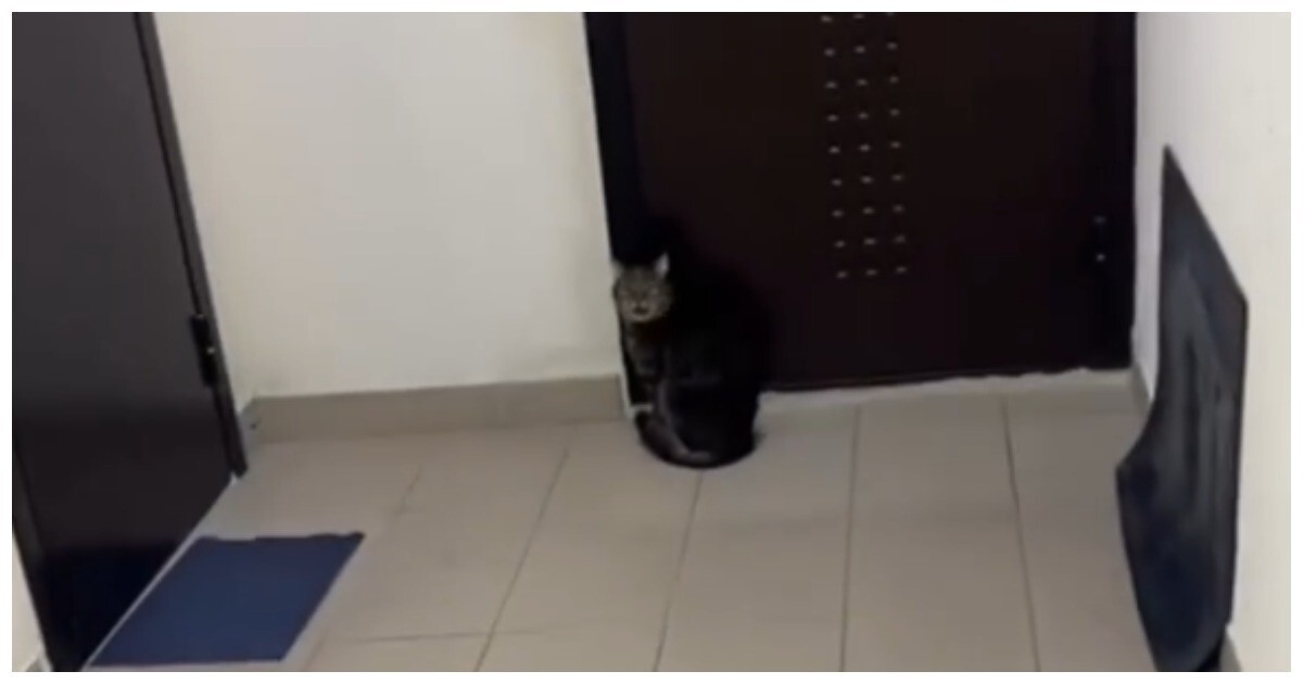 Кот ошибся этажом