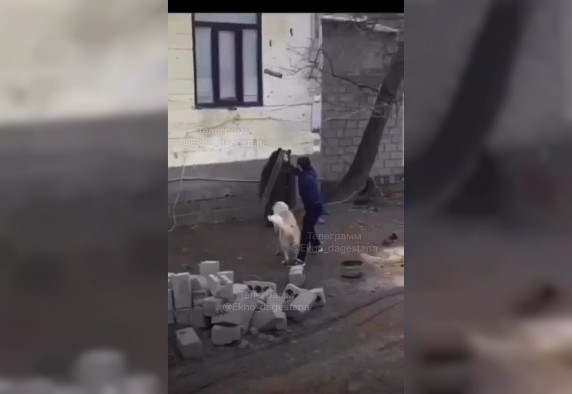 «Фу, уйди!»: житель Дагестана разнял драку собаки и медведя