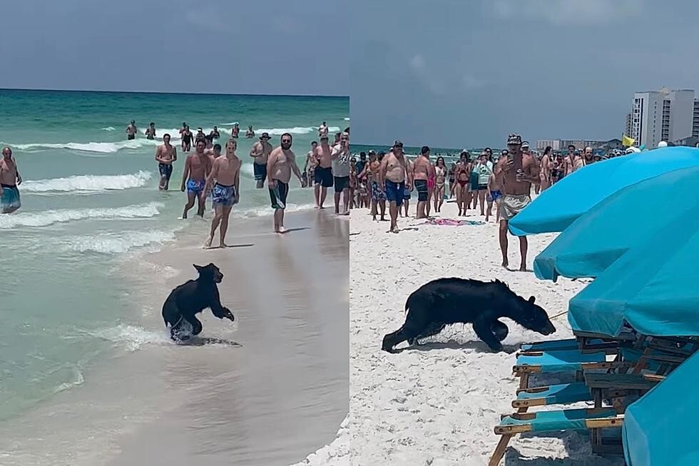 Медведь искупался на оживлённом пляже в США