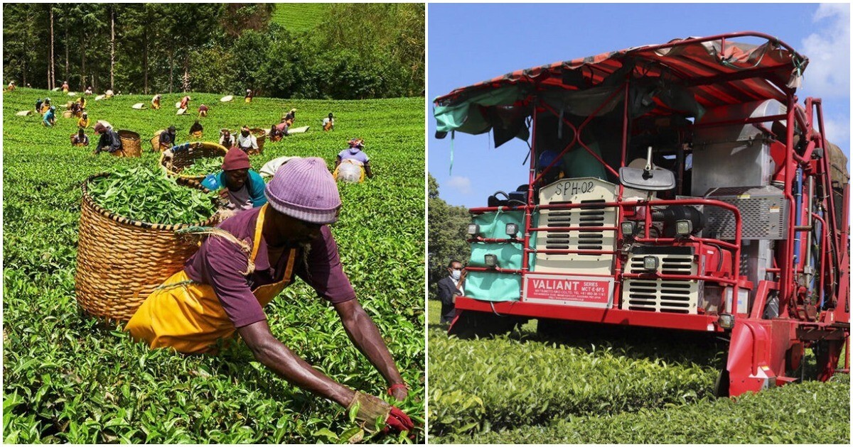 Африканские сборщики чая ломают роботов, которые вскоре заменят их на плантациях