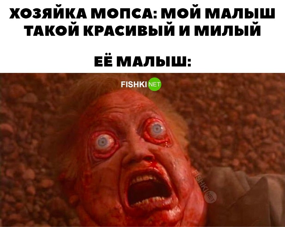 Любой мопс такой: 
