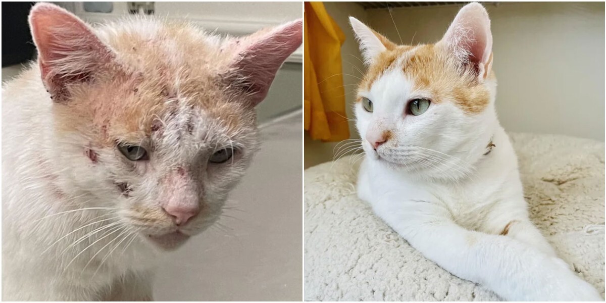До и после: 30 чудесных преображений спасённых котиков