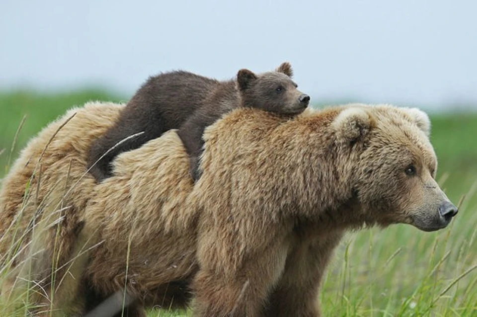 Медведица привела медвежонка к детскому саду