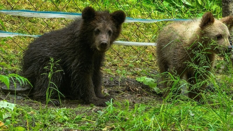 Медвежьи хроники — на пути к новой жизни