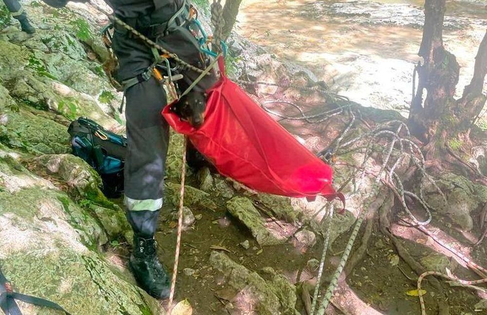 В Сочи спасли собаку, сорвавшуюся с водопада