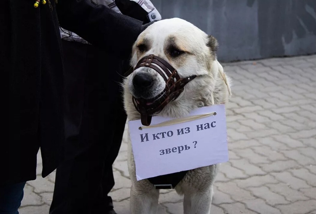 В России предложили изымать домашних животных за жестокое обращение