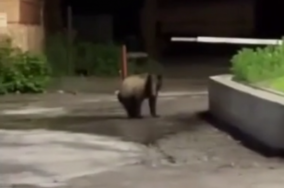 В центр Томска забрёл медведь