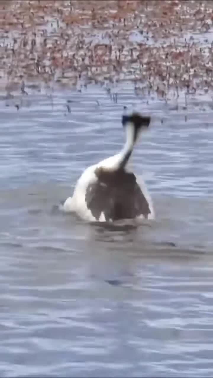 Батл