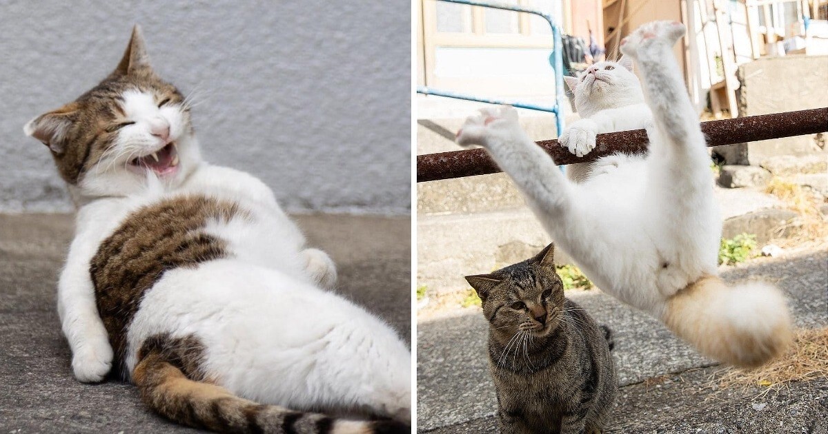 Милые и шкодливые уличные коты в фотографиях Масаюки Оки&nbsp;