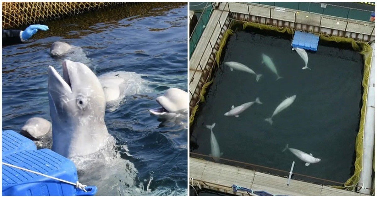 В России запретят вылов китообразных для морских цирков и дельфинариев