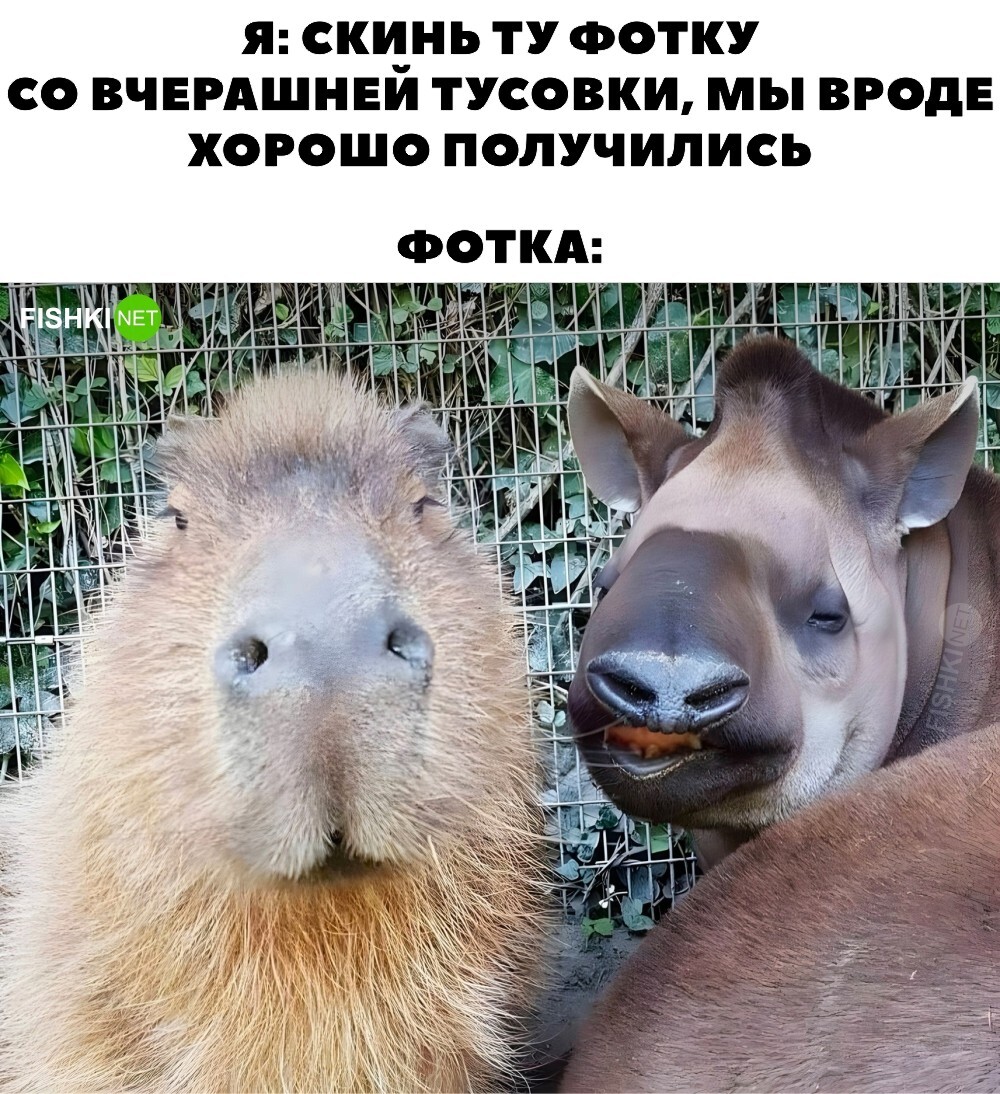 Скрины из соцсетей&nbsp;