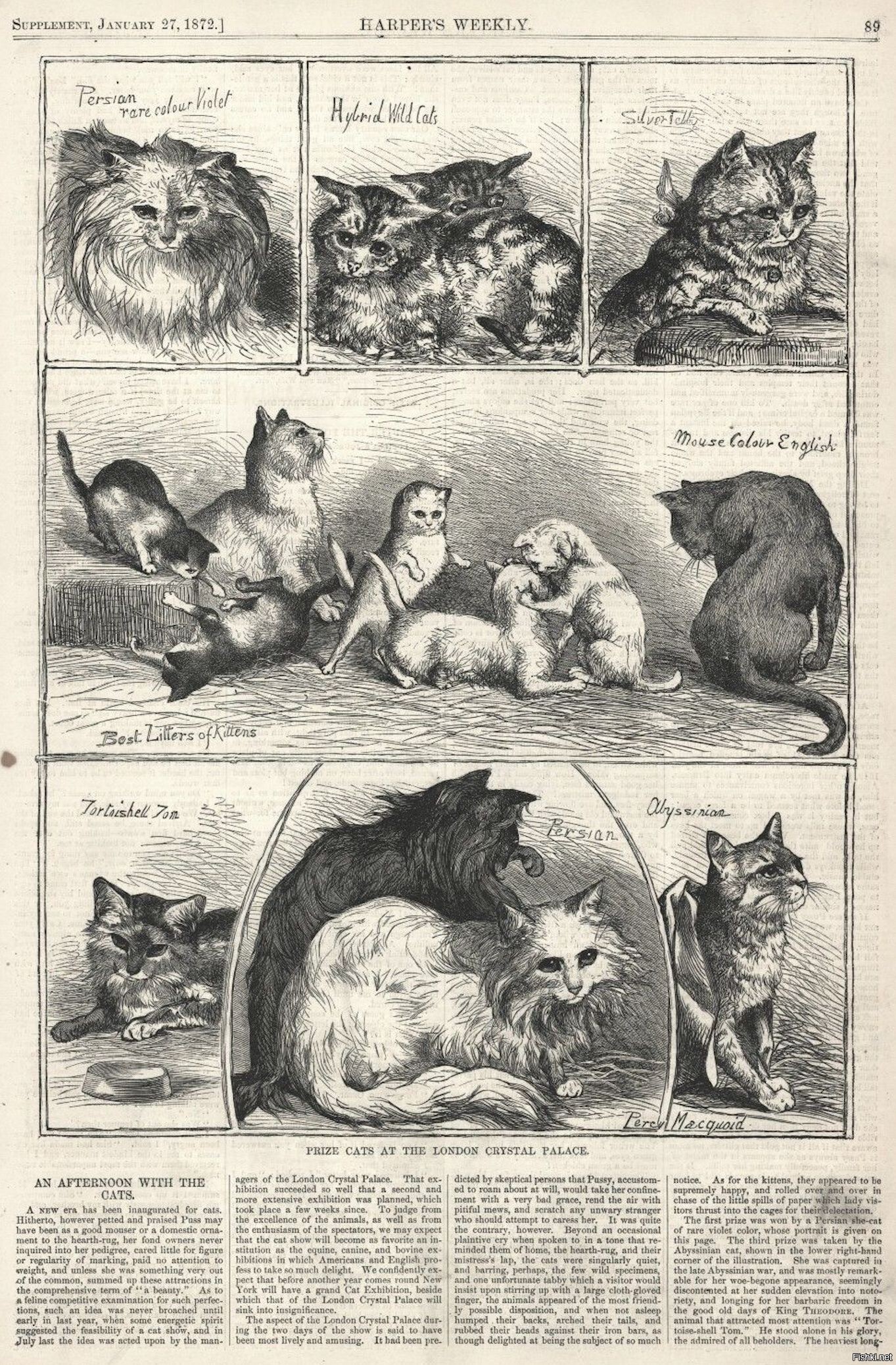 13 июля 1871 года в Лондоне прошла первая в мире официальная выставка кошек