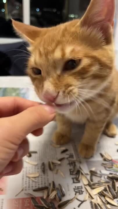 Хозяйка рыжего кота сняла ролик с питомцем, который с удовольствием ест семеч...