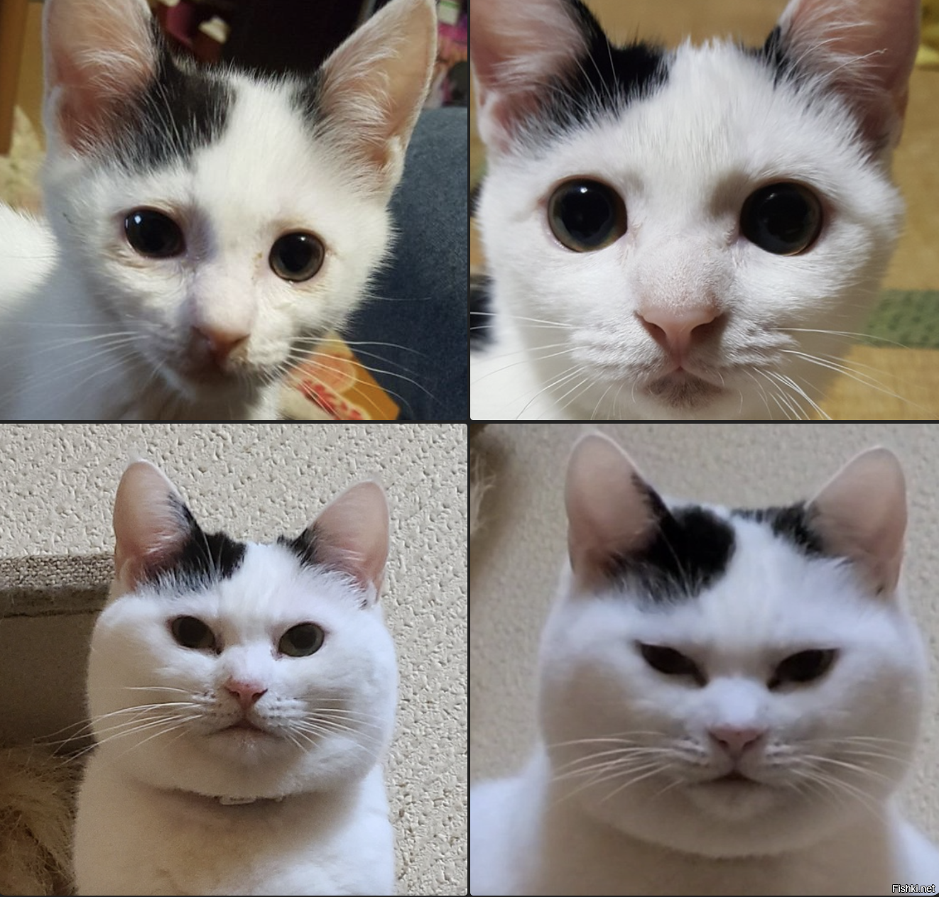 Эволюция из милого котенка в хозяина дома)))