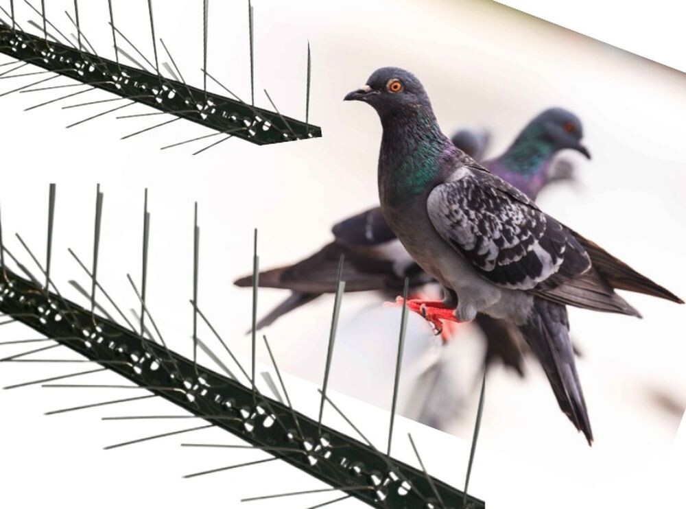 Птицы научились использовать шипы, созданные для их отпугивания