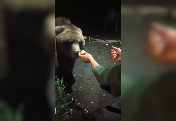 На Камчатке рыбаки умудрились покормить медведя прямо с рук