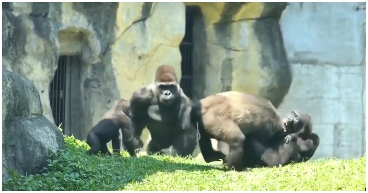 Самец гориллы оперативно решил конфликт⁠⁠