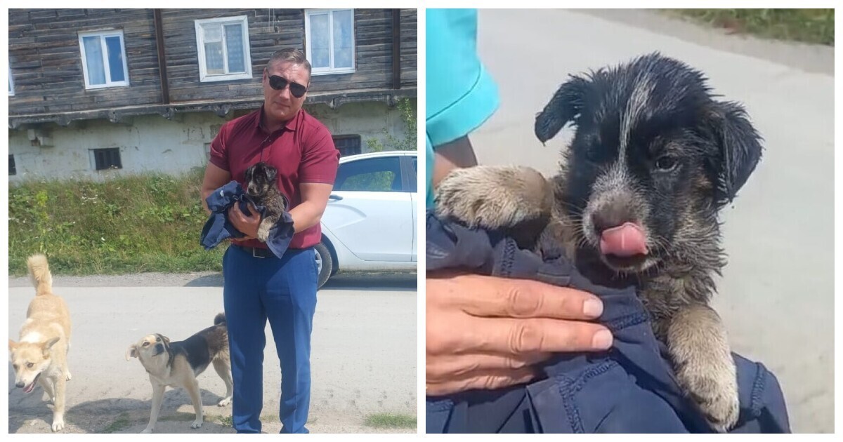 В Челябинской области полицейские спасли щенка, который увяз в&nbsp;гудроне
