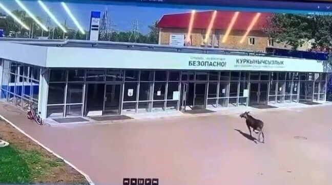 «Где тут отдел кадров?»: в Нижнекамске на территорию завода забежал лось