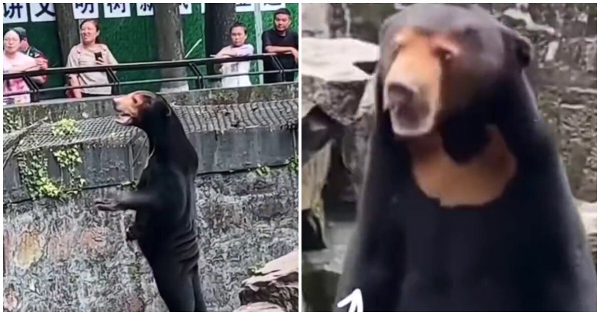 Китайский зоопарк обвинили в использовании людей в костюмах вместо малайских медведей