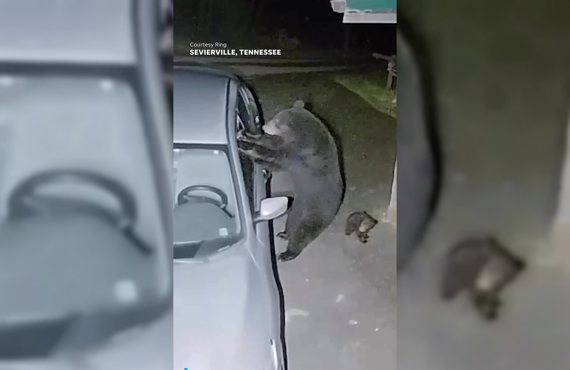 Ушлая медведица взломала автомобиль в США
