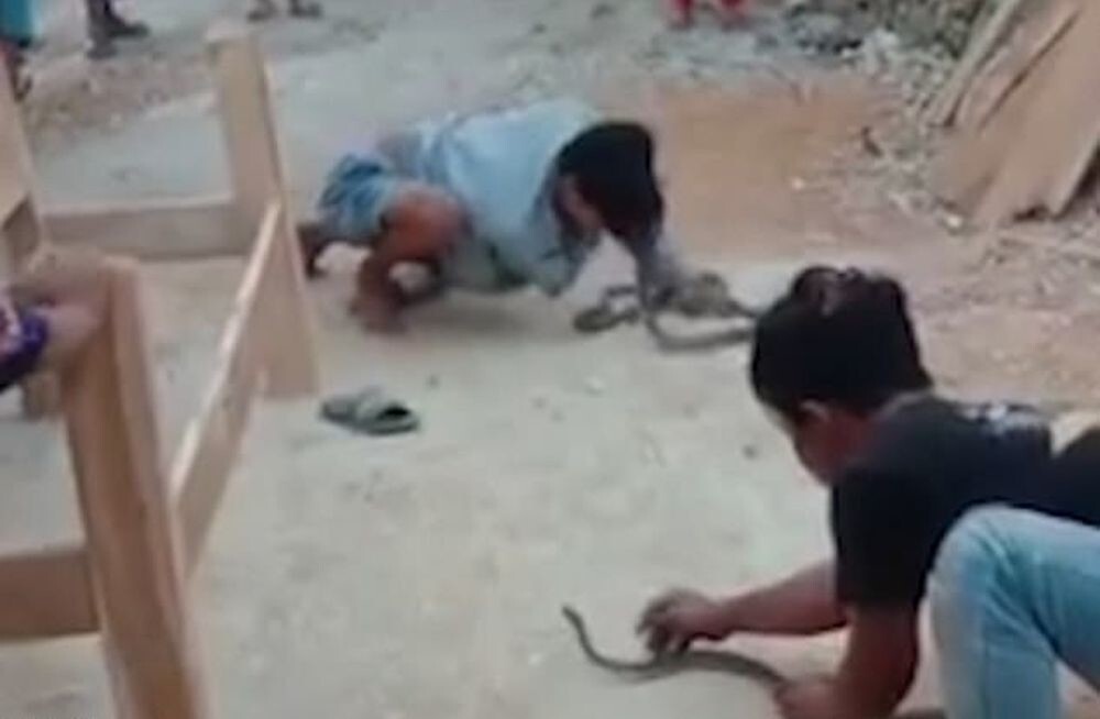 Кобра укусила заклинателя змей, пытавшегося её поцеловать