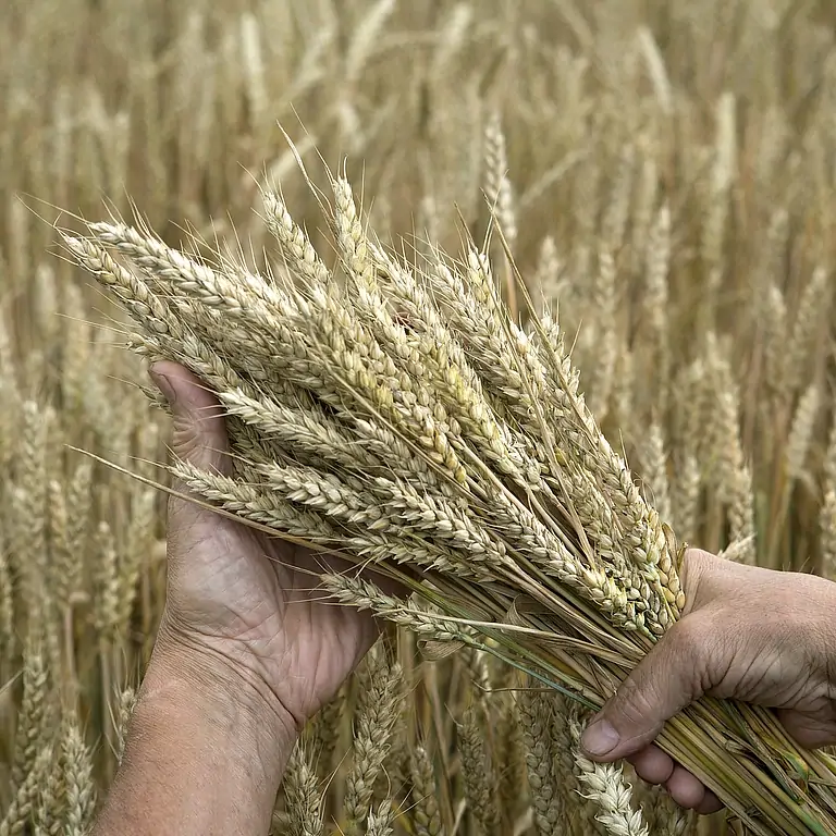 В России ответили на возмущение ЕС из-за поставок зерна развивающимся странам