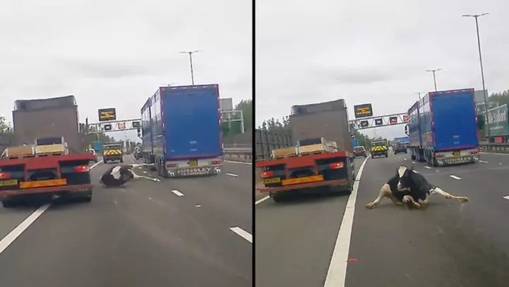Корова выпала из грузовика на дорогу в Англии