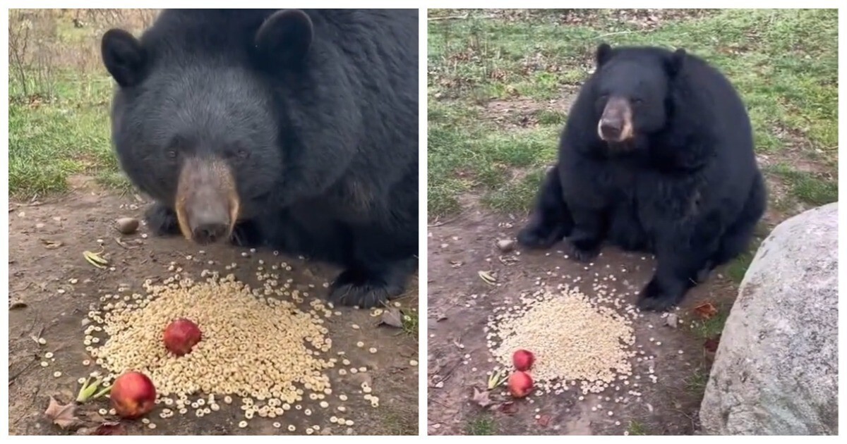 Чёрные медведи уплетают яблоки