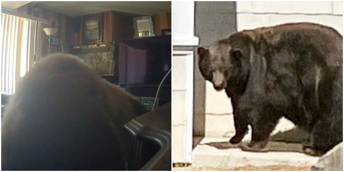 В США медведь зашёл в дом, поел и лёг спать