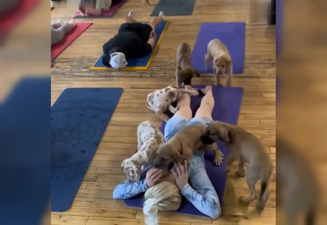 Новый вид йоги - занятия с щенками, вместе с которыми можно расслабиться и даже поспать