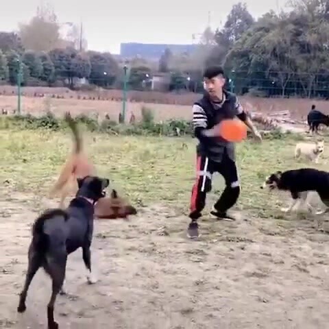 Рыжая Динго