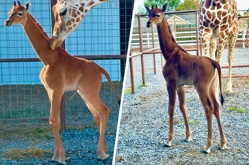 В&nbsp;зоопарке в&nbsp;США родился «безупречный» жираф