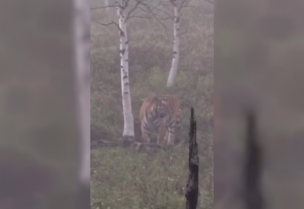 На видео попала случайная встреча грибника с тигром в Хабаровском крае