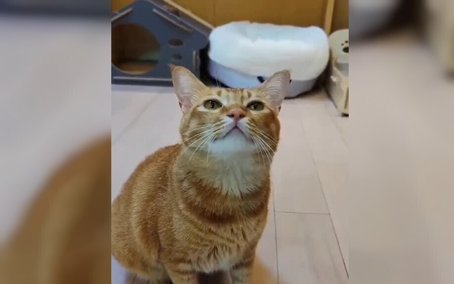 Хозяин научил своего кота петь