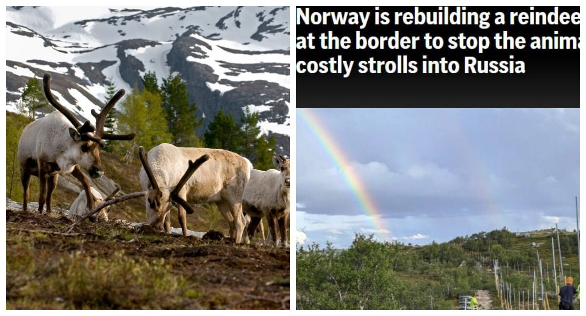 Северных оленей, которые паслись на территории России, в Норвегии убивают, чтобы не платить компенсации