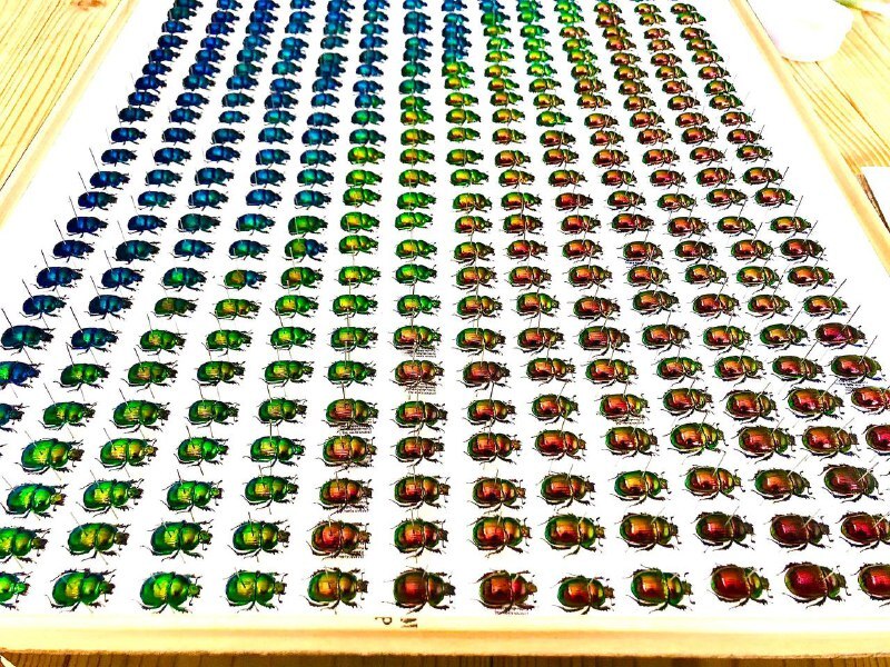 Японец собрал коллекцию навозных жуков, собранных по&nbsp;цветовому градиенту