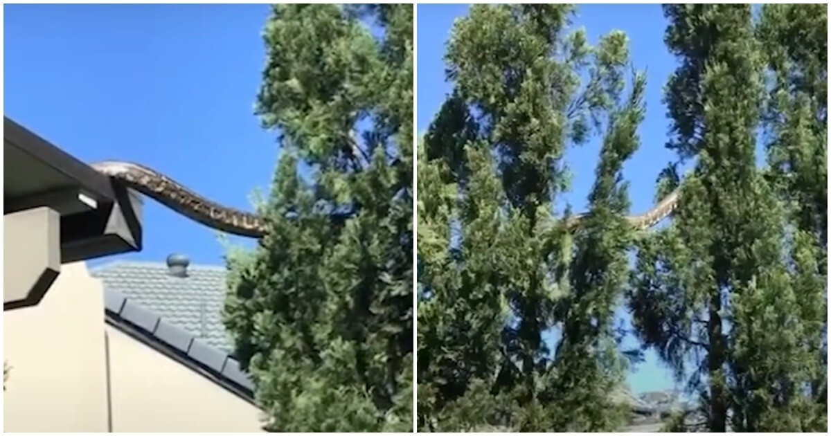 Жительница Австралии сняла питона, сползающего с крыши на дерево