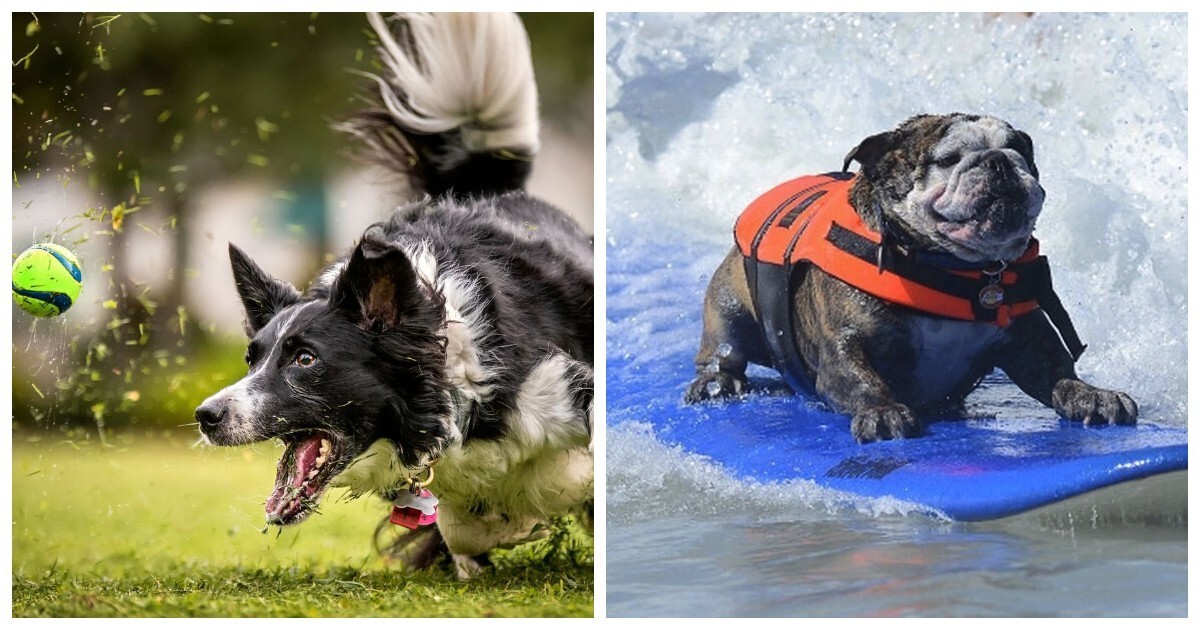 Собаки, которые любого вдохновят на спортивные подвиги