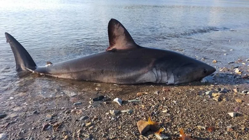 Крупная сельдевая акула застряла на&nbsp;мелководье в&nbsp;Аянской бухте Хабаровского края