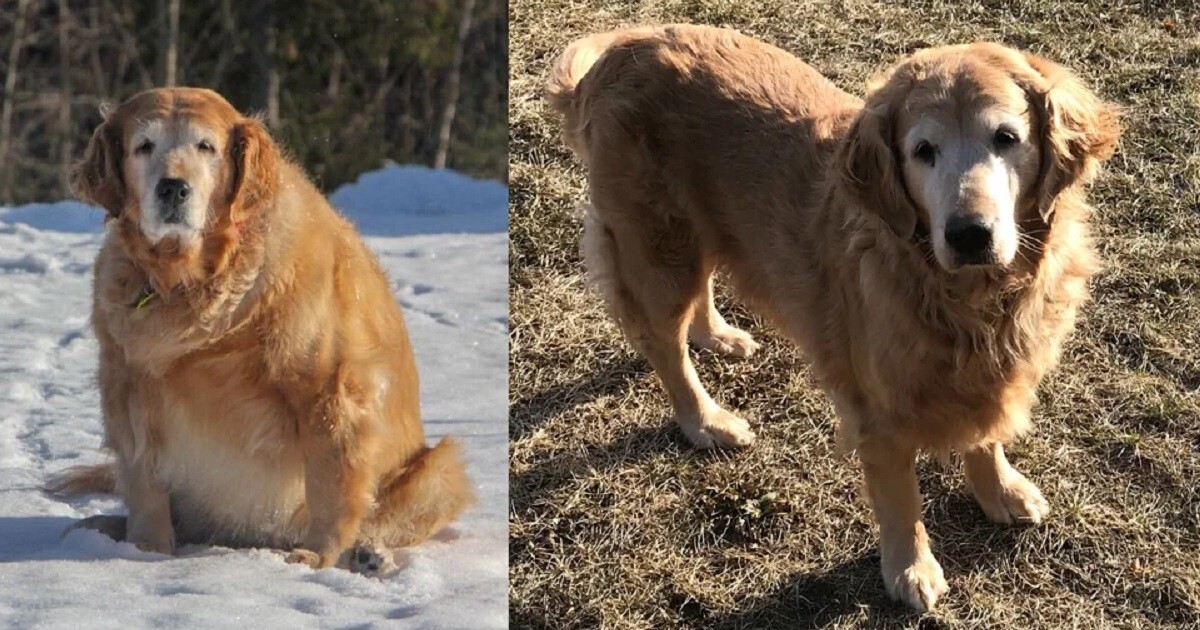50 собак, которым удалось сбросить лишние килограммы