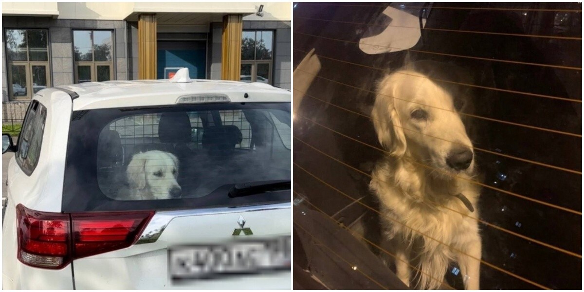 "У меня двое детей, у меня всё хорошо!": в Санкт-Петербурге хозяйка 4 года держит своего пса в машине