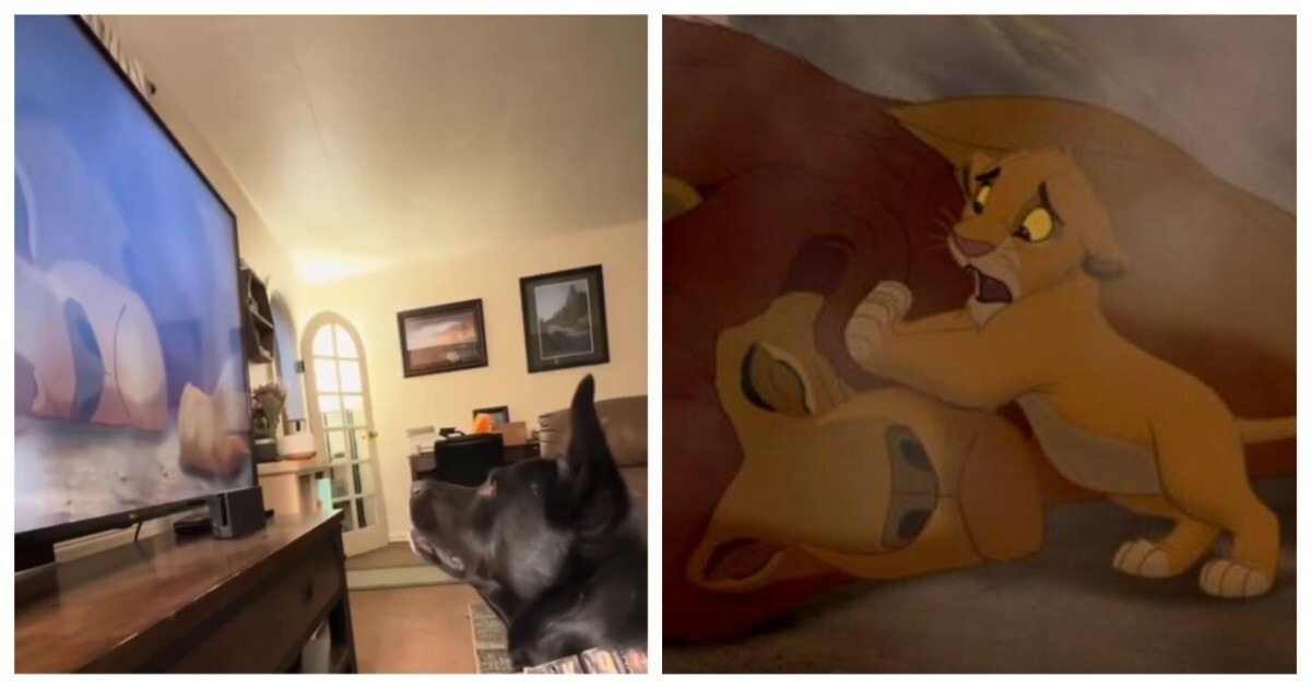 Эмоциональная реакция пса на смерть льва Муфасы из мультфильма "Король лев"