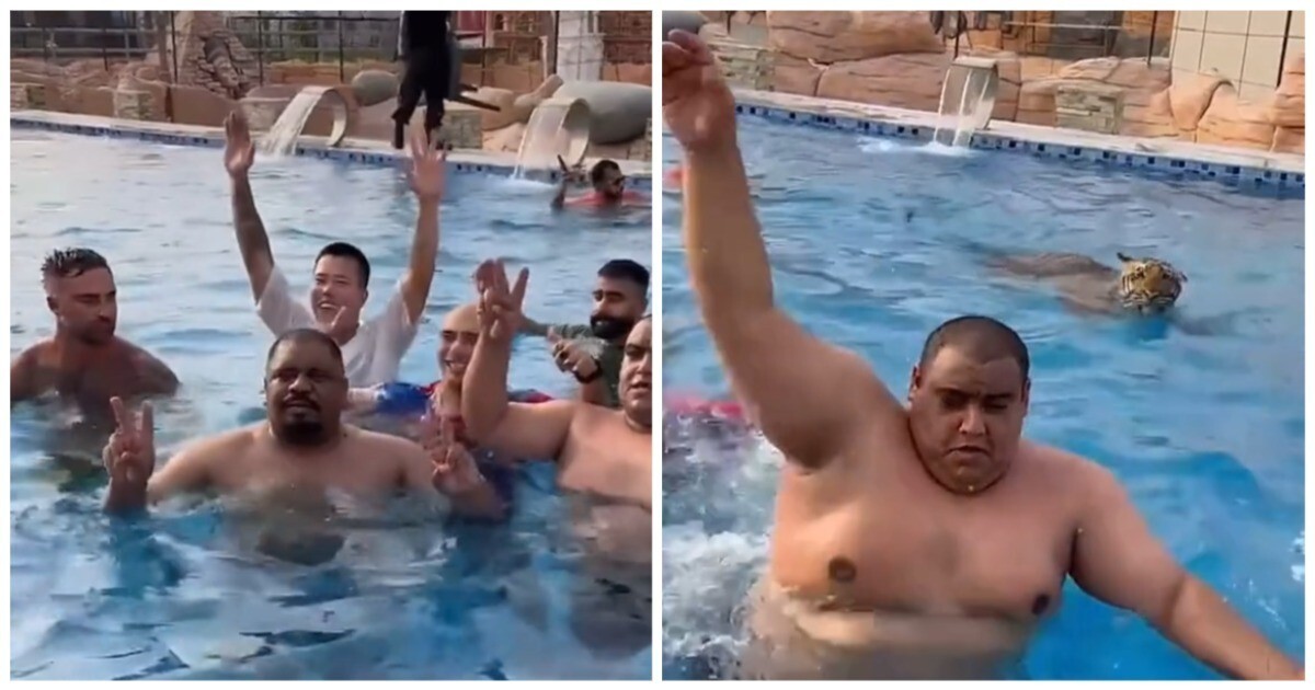 Тигр разогнал мужчин в бассейне