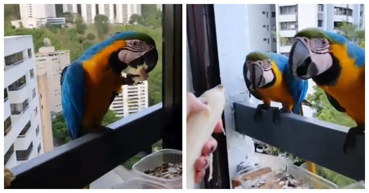 Женщина угощает попугаев бананом