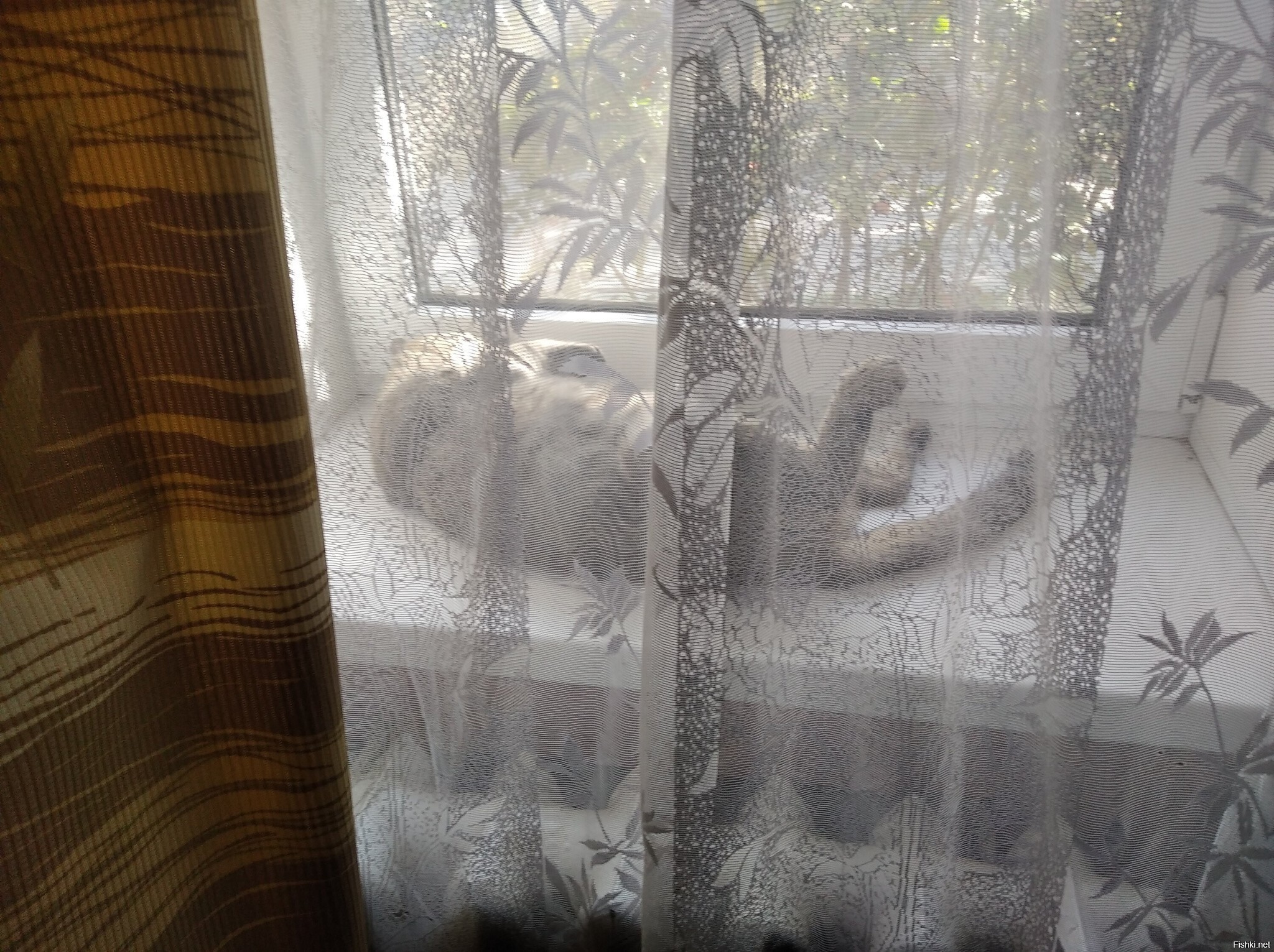 Василий натрескался рыбы и спит раскинув лапы