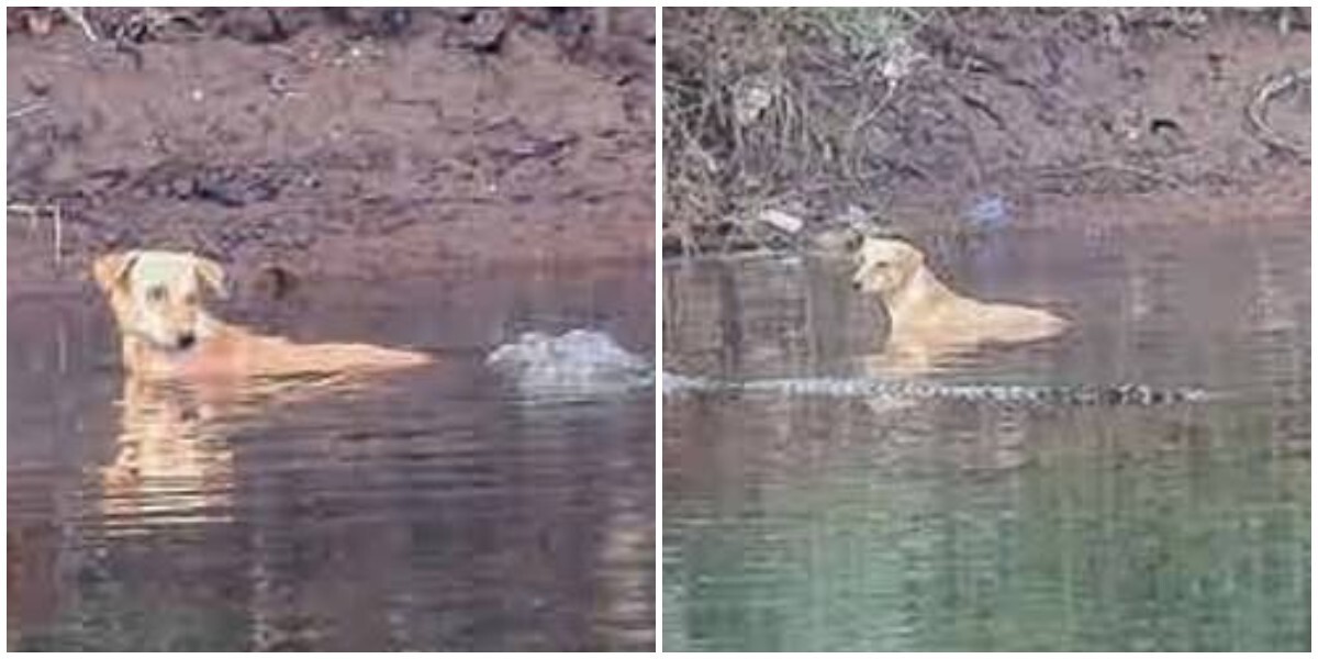 Крокодил спас жизнь собаке, вытолкнув её из реки