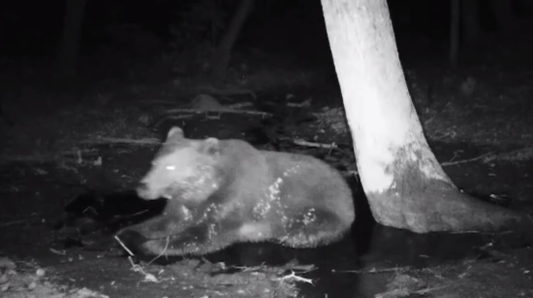 Испугался сородича: в нацпарке "Башкирия" сняли на видео ночные купания медведей