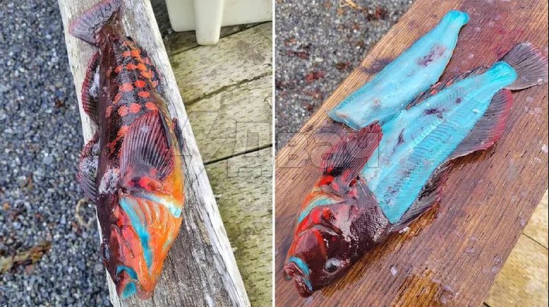 Рыбак похвастался редкой рыбой с голубым мясом, которое меняет цвет
