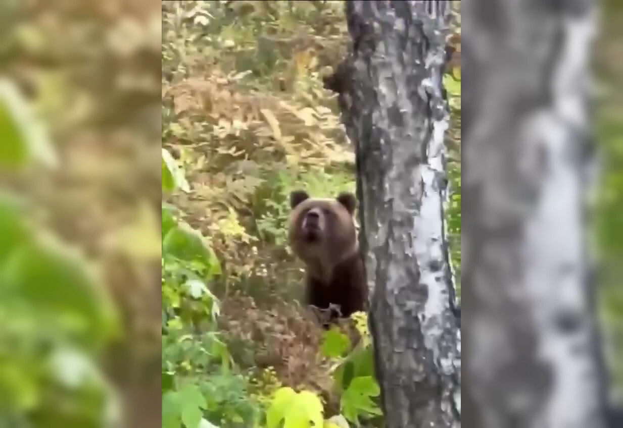 Вот так встреча: медведь загнал грибника на дерево